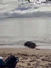 Regardez qui vient rendre visite à ces pecheurs sur la plage