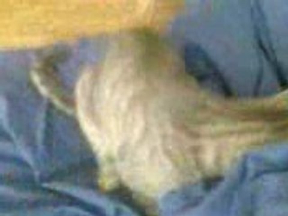 chat cinglé