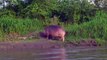 Traslado de hipopótamos de Pablo Escobar de Colombia a México e India costará USD 3,5 millones