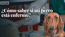 ¿Cómo saber si mi perro está enfermo?