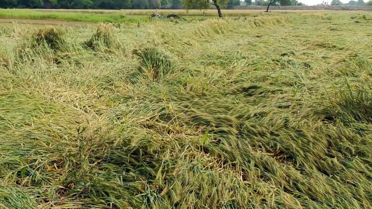 किसानों की मेहनत पर फिर से मौसम की मार