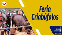Punto de Encuentro | II Feria Nacional de Criabúfalos Caracas 2023