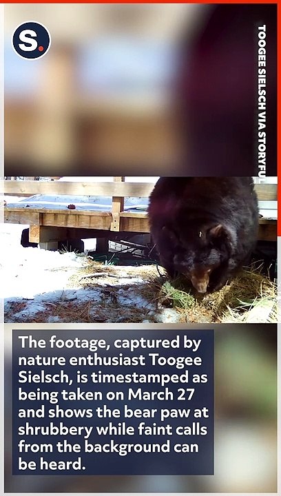 Cubs 'Complain' as Bear Gathers Insulation for Den