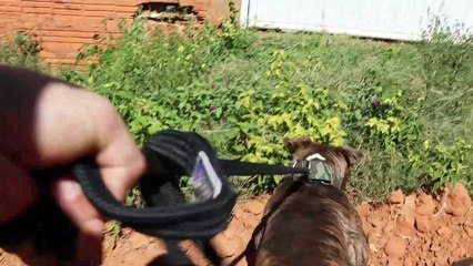 HOJE NO PASSEIO BÓRIS DEU TRABALHO - cães brasil