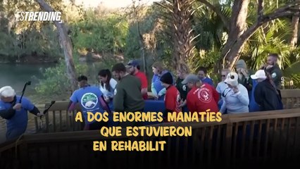 Impresionante operativo: liberan a dos enormes manatíes tras su rehabilitación
