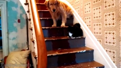 Dogs Scared Cats - Funny Animal Compilation