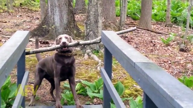 Funny Animal Videos funny video clips funniest videos humor videos