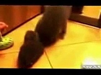 Funny Farm Animals Compilation   Funny Animal Fail Compilation   August 2015 (6)