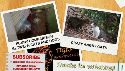 Cats and dogs on their first car ride - Cute and funny animal compilation