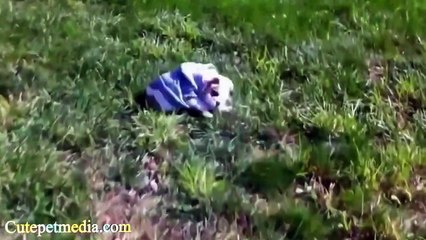 FUNNY ANIMALS ★ SMART DOGS COMPILATION (HD) [Funny Pet Media]