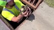 Person Rescues Ducklings Stuck In Drain and Reunites Them With Their Mother