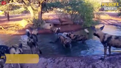 15 Brutal Moments Wild Dogs Hunting You've Never Seen - Wildlife Moments