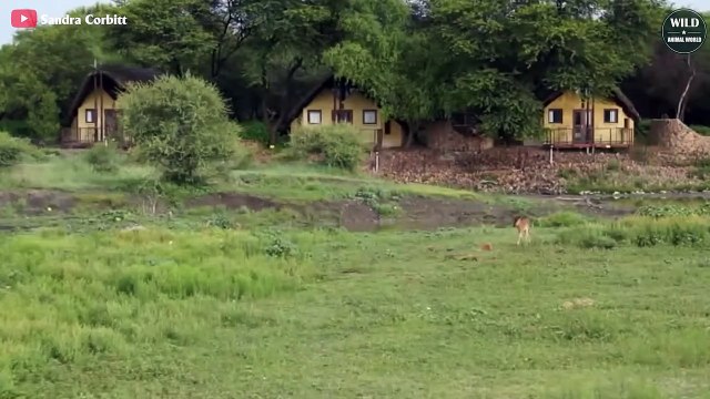 5 Brutal Moments Lion Knock Down And Eat Antelope Wild Animal Wolrd