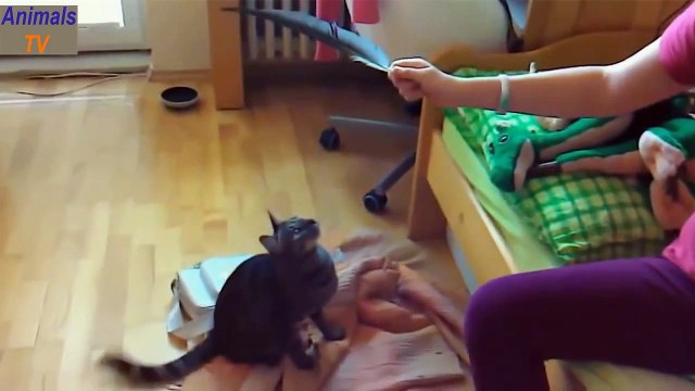 Funny Animal Videos ★ Crazy Cats Jump Fails Videos 2015 ★ Animals TV (2)