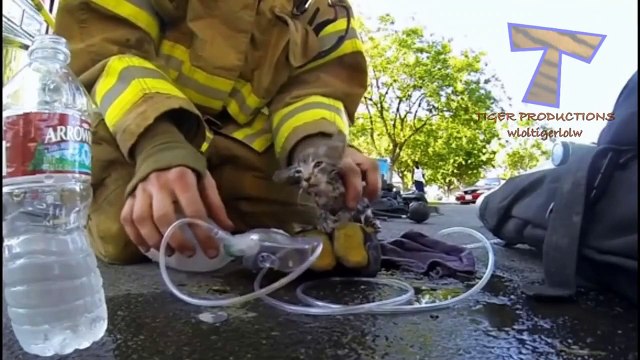 Heroes saving animal lives Heroic human & animal compilation