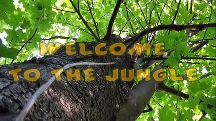 [ ANIMALIA TV CHANNEL COMPILATION ] #1 best COMPILATION FUNNY CUTE animal CAT DOG HD video ever