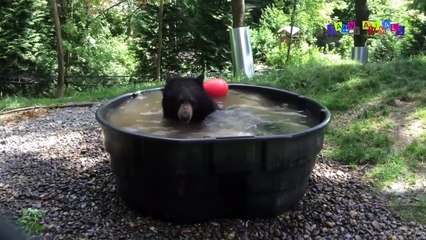 Разные приколы с разными животными. Танец, но не живота.