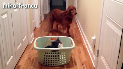 Funny Dogs Scared Of Walking Past Cats Compilation [NEW HD]