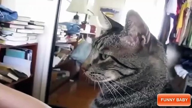 Funny Animals Jok s Animal Compilation Animals Vid o Clips Funny Animal Jok s