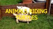 Funny animals riding turtles - Animal compilation