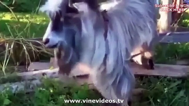 Greatest animal VINE compilation of cats and dog november 2013! Vines best cat vines compilation