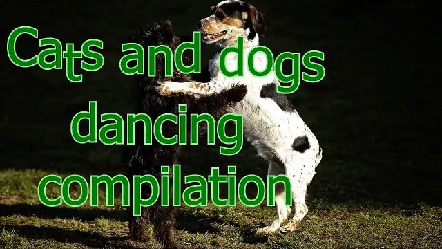 Funny dancing cats and dogs - Cute animal compilation (10)