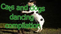 Funny dancing cats and dogs - Cute animal compilation (10)