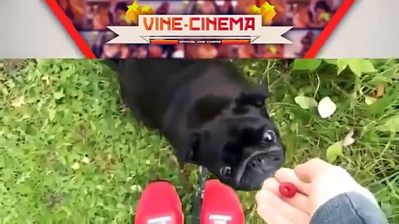 Funny Videos Animal Funny Dog Vines Best Dogs Vines Compilation