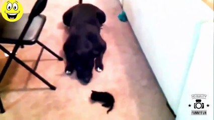 Funny Videos Animals Remix Compilation   Funny Animal Video   Funny Cats Videos   Funny Ca
