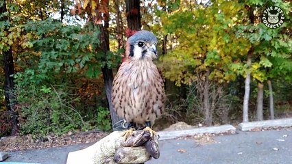 19 Funny Bird Videos   Awesome Compilation