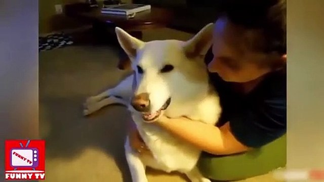 Funny Videos - Funny Animals - Funny Fails - Best Funny Animals compilation