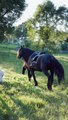 gypsy vanner horse