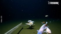 Pez caracol: captan extraño pescado a más de 8.300 metros de profundidad en el océano