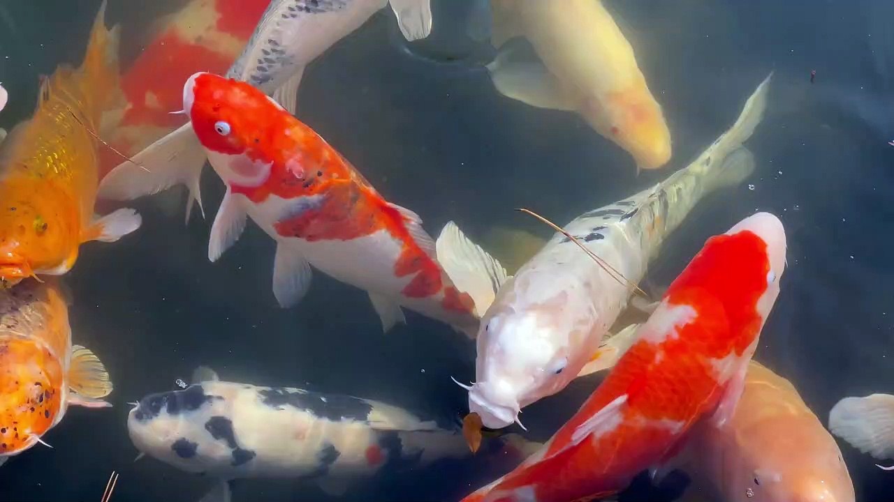 fish video 4k