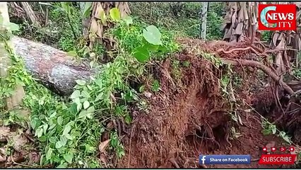 വലിയ മഴയോ കാറ്റോ ഉണ്ടായാൽ വൈദ്യുതിക്കായി മാസങ്ങൾ കാത്തിരിക്കേണ്ടിവരും എന്ന ആശങ്കയിലാണ് ജനങ്ങൾ..
