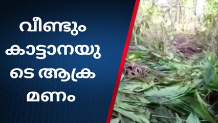 പ്രതിഷേധത്തിന് ഇടയിലും സിങ്കുകണ്ടത്ത് കാട്ടാന ആക്രമണം