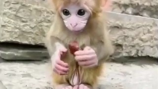 monkey baby funny videos