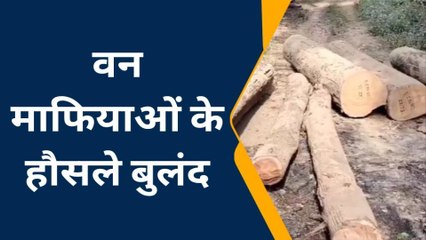 बलरामपुर: अवैध कटान पर नहीं लग पा रहा अंकुश