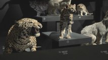 Les félins s'exposent à la Grande galerie de l'évolution à Paris
