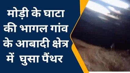 गोगुन्दा : आबादी क्षेत्र में घुसा पैंथर, केलूपोश मकान की छत को फाड़ किया 6 बकरियों का शिकार