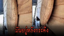 แค่กระด้งข้างฝาบ้านเหมือนไม่มีอะไร พอเปิดดูเท่านั้น.. จ๊ากกก !