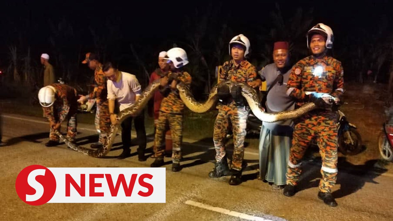 Bomba captures 7m-long python near Sekinchan mosque
