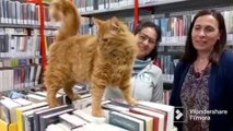 A Pesaro il progetto di lettura con il gatto Romeo: il video
