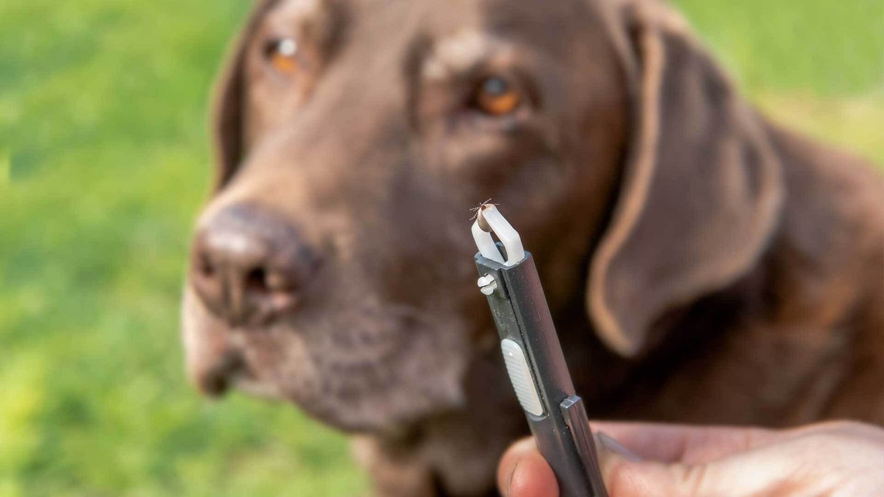 Babesiose: Symptome & Behandlung der Hundemalaria