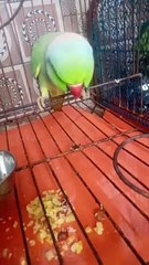 तोता मुठ्ठू मस्ती करते हुए talking parrot speech baby parrot
