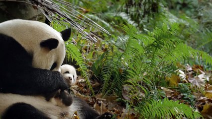 Expedition China Bande-annonce (EN)