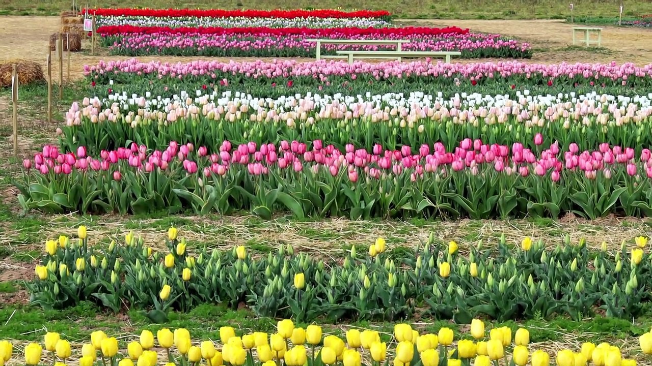 SHIRIN TULIPANI ORNAGO MB ITALY