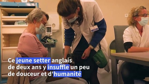 Snoopy à l'Institut Curie, c'est y faire entrer une sorte d'humanité pour les patients