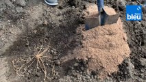 Roland Motte, jardinier : plantez des asperges au potager