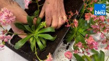 Roland Motte, jardinier : le Lewisia, une jolie vivace à adopter